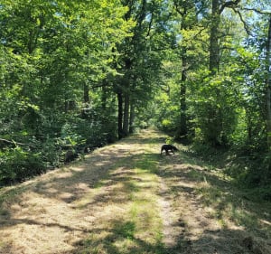 Balade dans la forêt d'Ozoir au départ de la gare - Ozoir-la-Ferrière - 3
