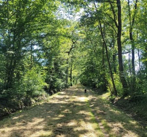 Balade dans la forêt d'Ozoir au départ de la gare - Ozoir-la-Ferrière - 4