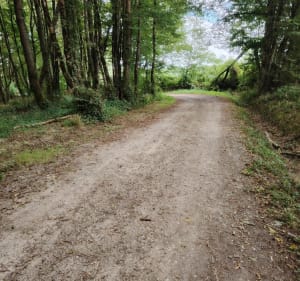 Les sous-bois de Reden autour de La Lande de Fronsac - Saint-André-de-Cubzac - 4