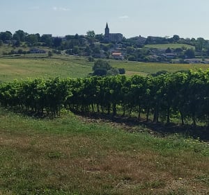 De Tessonière à Mauriac, les vignes par Monts et par Vaux - Gaillac - 4