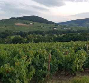Petit tour du côté de Pissevieille - Cercié - 5