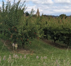 Châteauneuf de Galaure près de la rivière - Châteauneuf-de-Galaure - 4