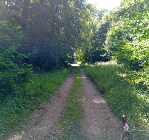 Forêt dominicale du Bois du Parc - DAVID - 5