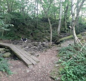 Petite rando dans les bois de Saint Sernin - Saint-Sernin-du-Bois - 4