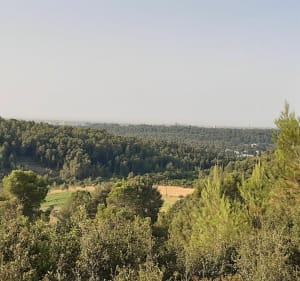 Forêt du Baillarguet - Clapiers - 3