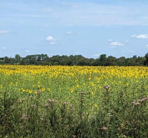 Bougue et ses environs - Bougue - 5