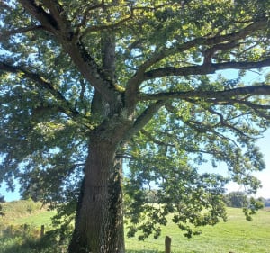 Boucle de la Madone - Arfeuilles - 4