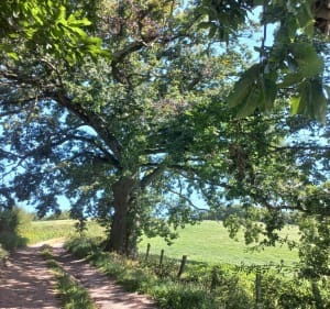 Boucle de la Madone - Arfeuilles - 5