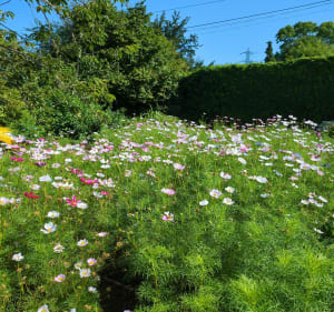 Mouvaux, Bondues sur les chemins tranquilles - Tourcoing - 4