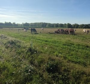 Boucle 10km Châteaugiron et bords de Seiche - Châteaugiron - 5