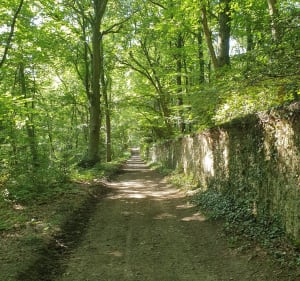 Forêt et château de Bonnemare - Bacqueville - 3