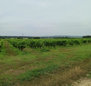 Château et vignes à Dissay . - Dissay - 4