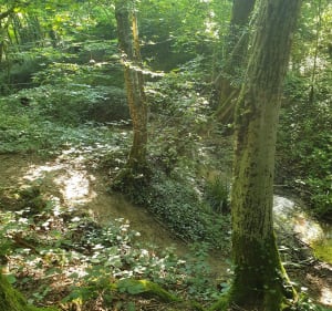 Forêt de Vallins à VTC - Torchefelon - 3