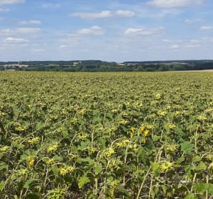 Dans les champs entre Jaunay-Clan et Louneuil - Jaunay-Marigny - 5