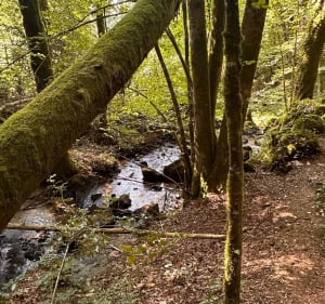 Gimel-les-cascades et ses trésors - Gimel-les-Cascades - 3