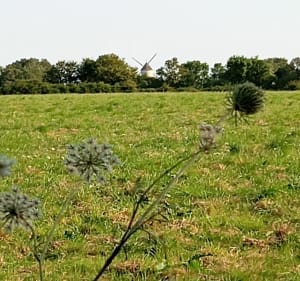 Sentier du Moulin - Campbon - 5
