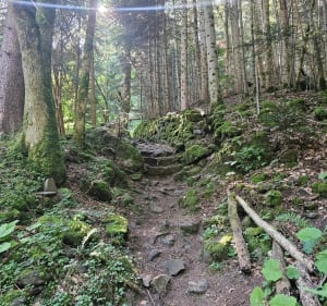 Forêt des Courbanges depuis Saint-Victor-la-Rivière - Saint-Victor-la-Rivière - 5