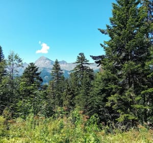 Boucle du bois de Ban. Au-dessus du Cernix - Cohennoz - 3