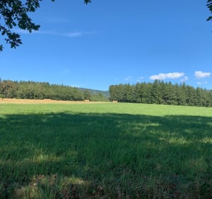 La forêt communale du Rucheix - Marat - 3