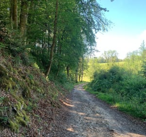La forêt communale du Rucheix - Marat - 4