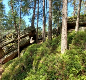 Tour des rochers à partir de Dieffenbach-au-Val - Dieffenbach-au-Val - 5