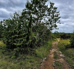 Boucle sur les hauteurs de Magnac - Magnac-sur-Touvre - 3