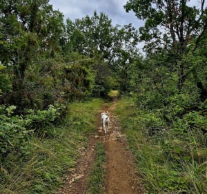 Boucle sur les hauteurs de Magnac - Magnac-sur-Touvre - 5