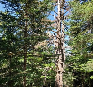 Balade par Varicauva, au départ du lac Bassa d'Oles - Gausac - 3