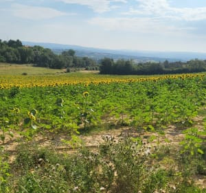 Lo camin de las Peyras - Viviers-lès-Montagnes - 4