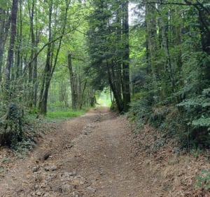 Sentier de la Pierre Branlante - La Jonchère-Saint-Maurice - 3