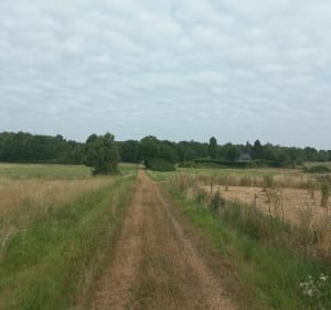 Coteau de Loire et forêt d'Amboise - Lussault-sur-Loire - 3
