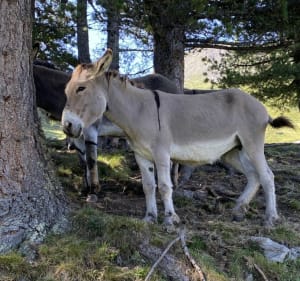 Les alpages de Montbats - Val-Cenis - 5