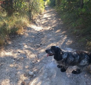Rando aux alentours de Montclar - Montclar - 4