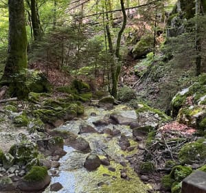 Tour du Glésy sous bois et panoramique avec cascade - Plateau-des-Petites-Roches - 5