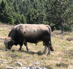 Sommet de Finiels au Mont Lozère - Pont-de-Montvert-Sud-Mont-Lozère - 5