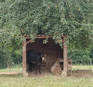 Randonnée en campagne et en forêt à Sauveterre de Comminges - Sauveterre-de-Comminges - 3