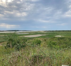 Découverte des marais et de la baie de la canche - Camiers - 5