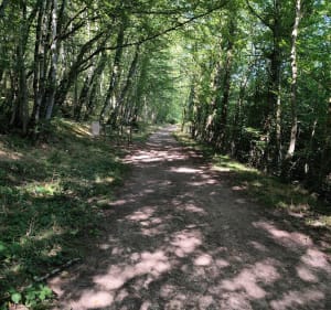 Sauvigny-les-Bois et sa forêt Domaniale - Sauvigny-les-Bois - 5