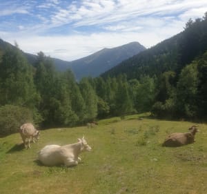 Col de Conflent et sa vue panoramique - Os de Civís - 3