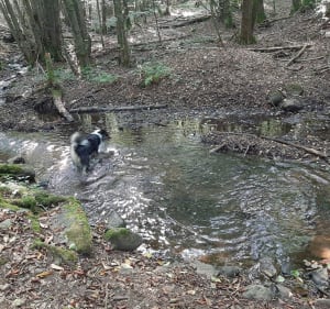 Randonnée ombragé dans les forêts de la Planoise - Antully - 3