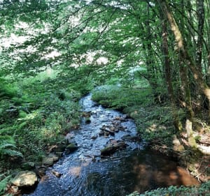 Randonnée ombragé dans les forêts de la Planoise - Antully - 4