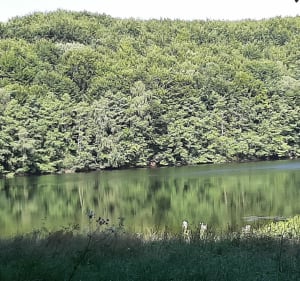 Randonnée ombragé dans les forêts de la Planoise - Antully - 5