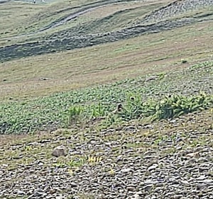 Retour à Tignes par l'Altisurface de la Tovière - Tignes - 3