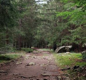 Forêt de l'Esperou, col de la Lusette et col de Montalss - Val-d'Aigoual - 4