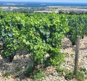 Entre Nuit-St-Georges et Gevrey puis partie boisée - Vougeot - 3