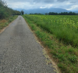 Saint-Hilaire-du-Rosier le long de l'Isère - Barbara - 3