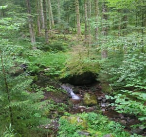 Randonnée de la Grosse Pierre et Pré Thia - La Bresse - 5