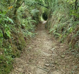 Boucle Nord de Sainte-Pazanne - Sainte-Pazanne - 5