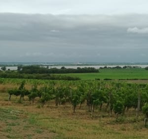 Entre marais et vignes - Saint-Paul - 4