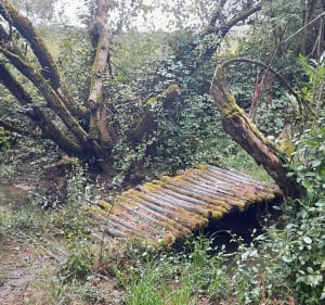 Chalamont, les 4 chemins, étangs de la Dombes - Chalamont - 3
